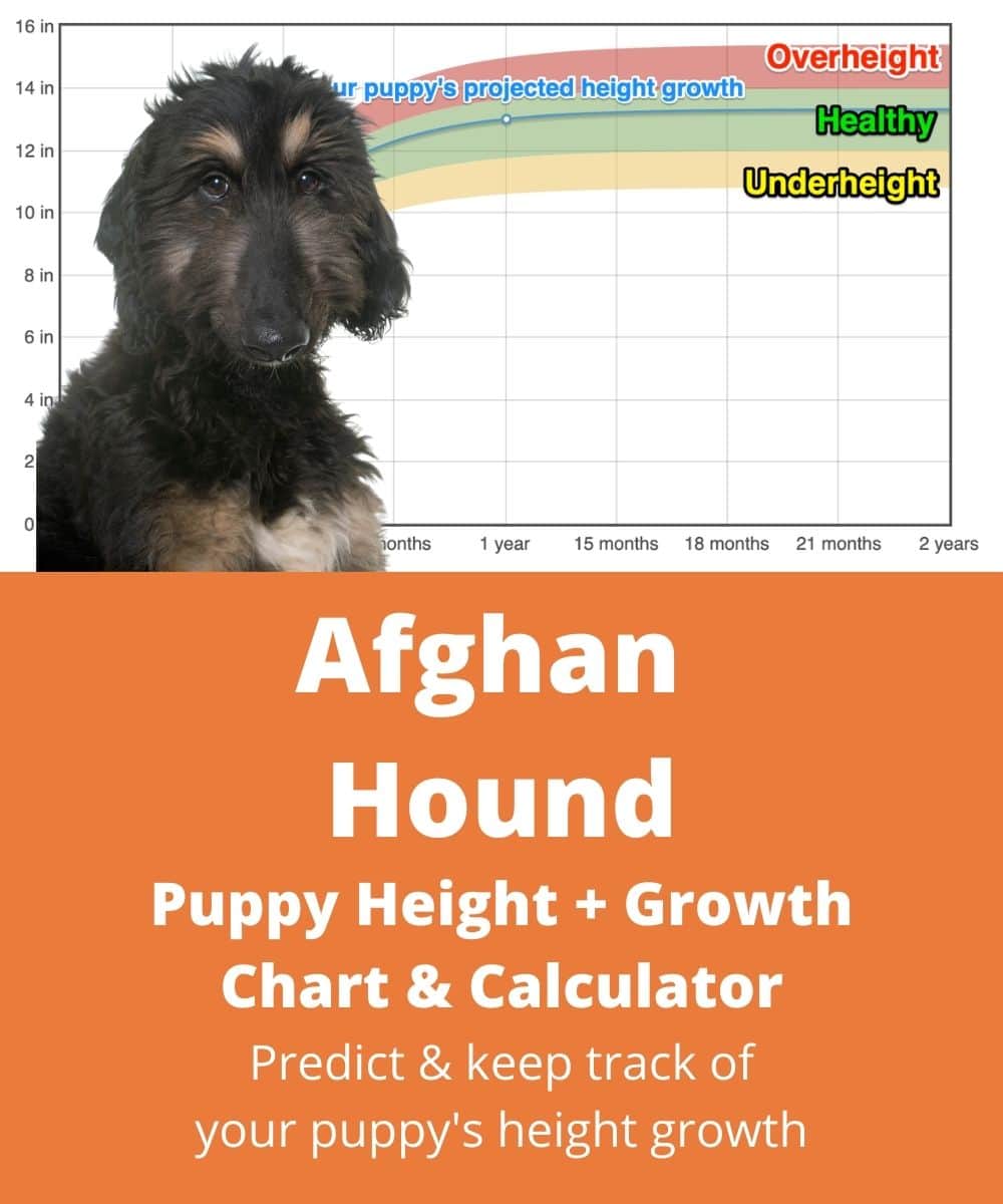 afghan-hound Puppy height Growth Chart afghan-hound Puppy height Growth Chart